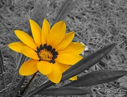 Gazania rigens