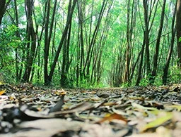 Turahalli forest
