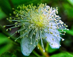 Myrtus communis