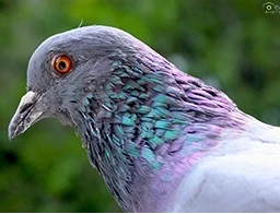 Pigeon