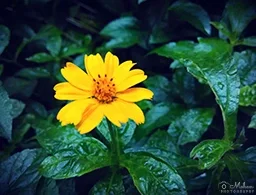 Sphagneticola trilobata