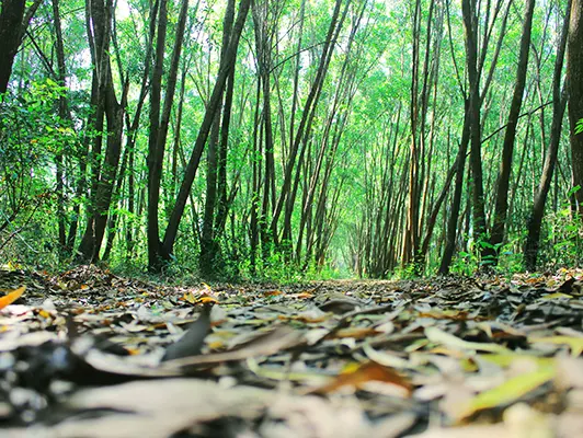 Turahalli Forest Image